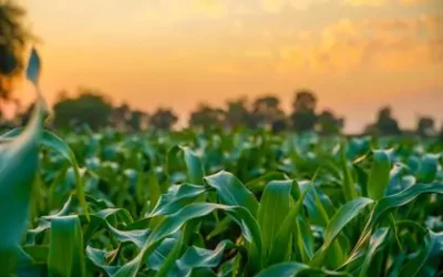Formation HACCP obligatoire – Session Octobre 2025 – Inscriptions ouvertes (certificat délivré)